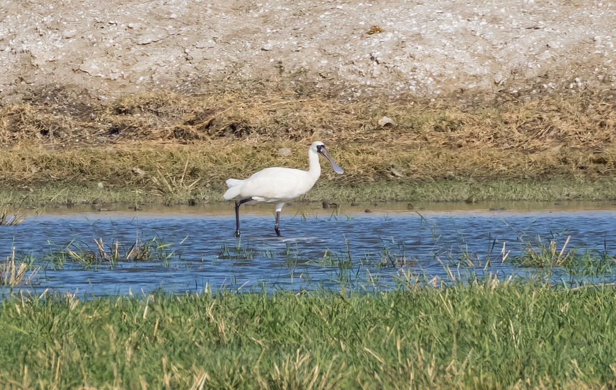 Black-faced Spoonbill - ML646487003