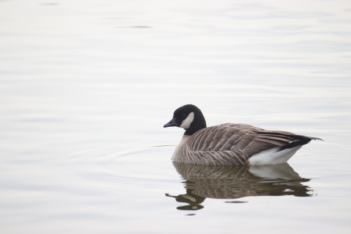 berneška malá - ML646487004