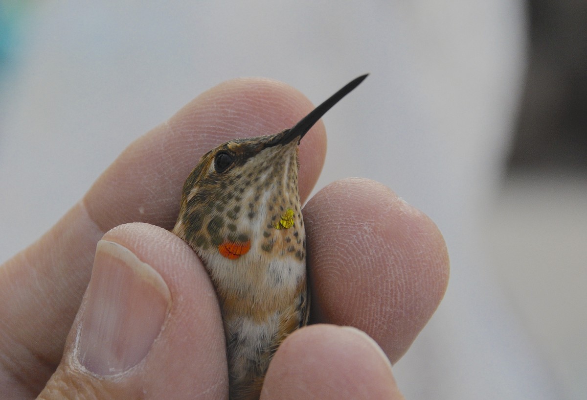 Allen's Hummingbird - ML646487006