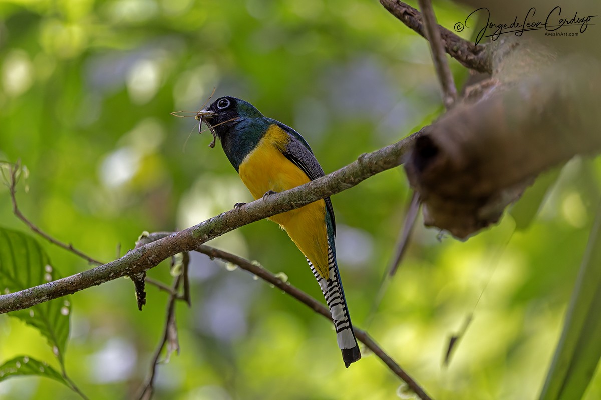 Graceful Black-throated Trogon - ML646487007