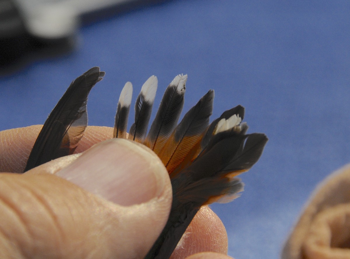 Allen's Hummingbird - ML646487009