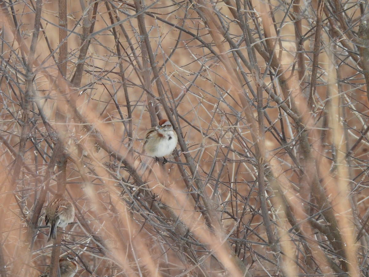 American Tree Sparrow - ML646487010