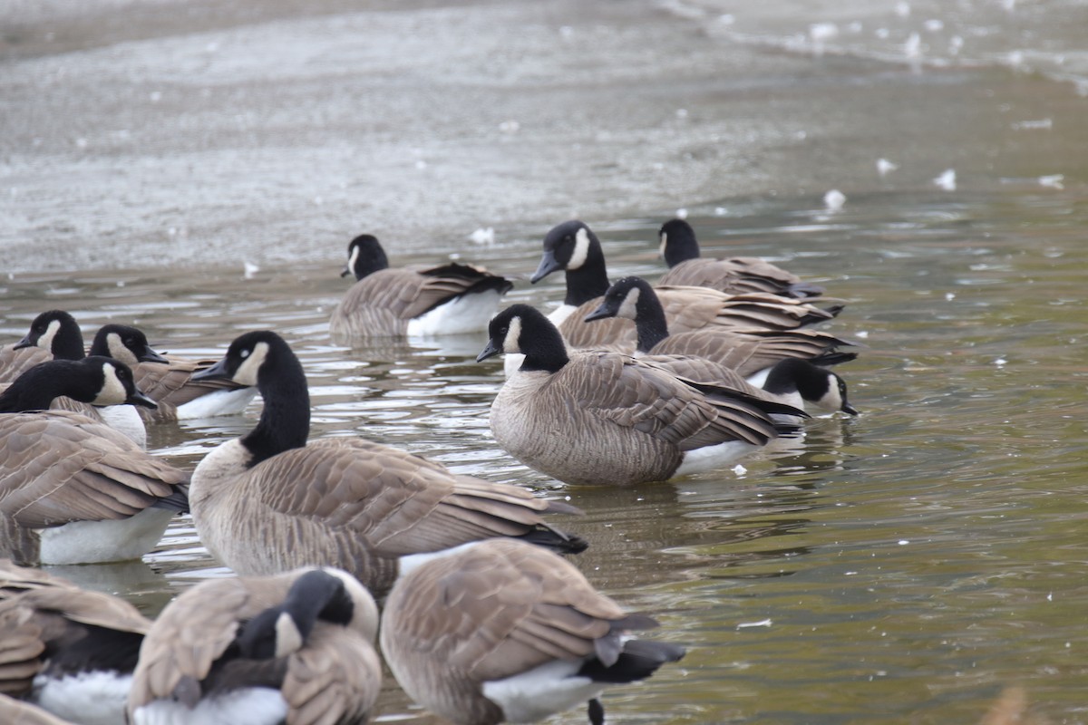 berneška malá - ML646487013