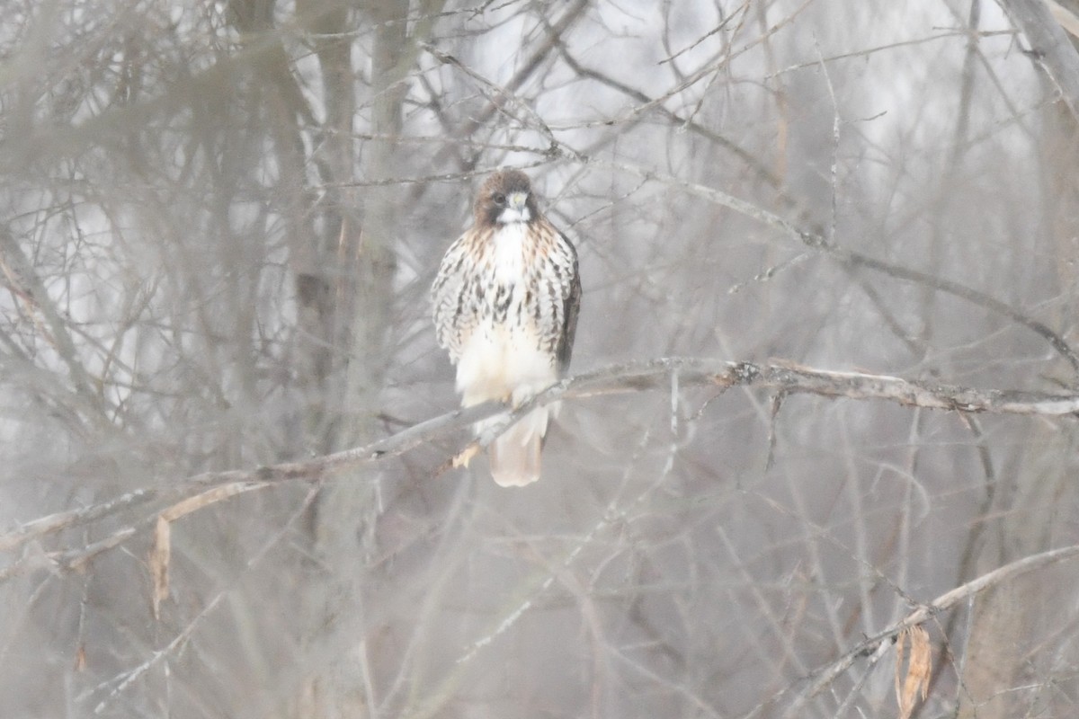 Red-tailed Hawk (borealis) - ML646487015