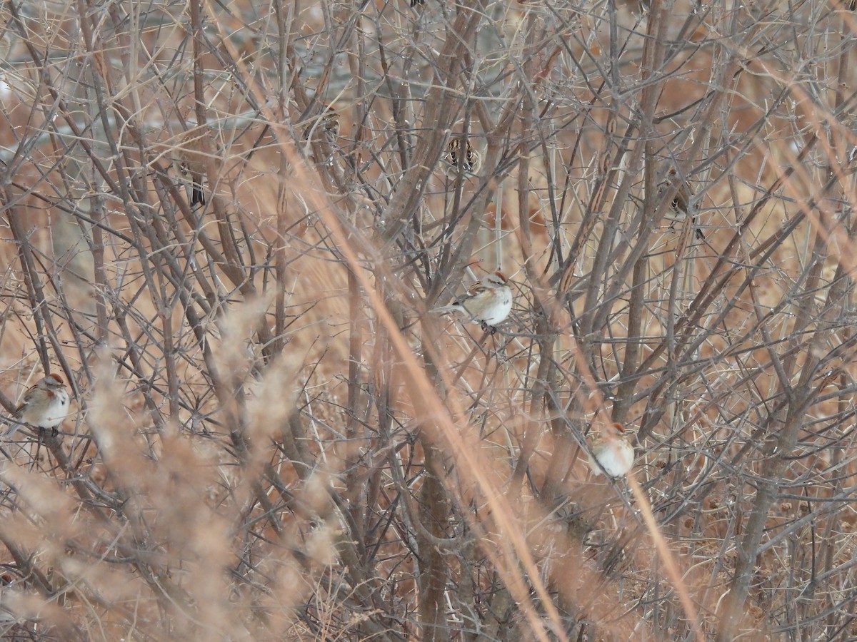 American Tree Sparrow - ML646487022