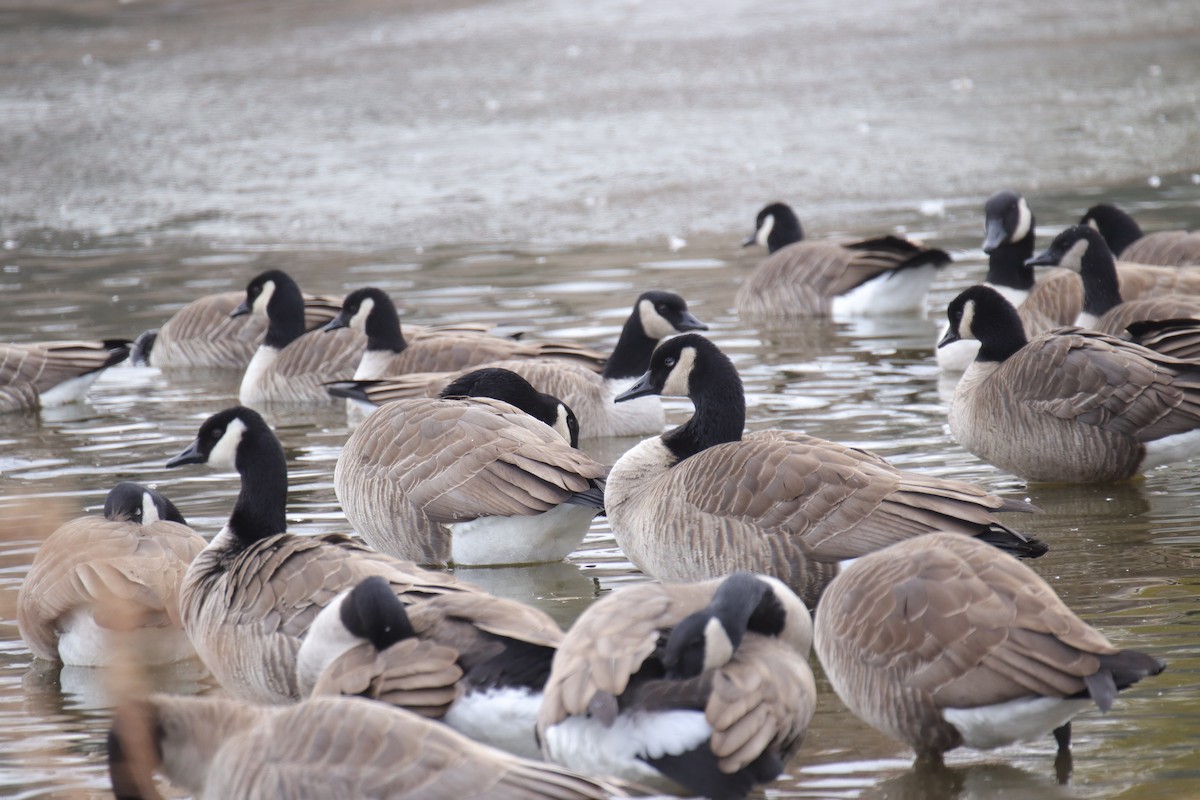 berneška velká - ML646487025