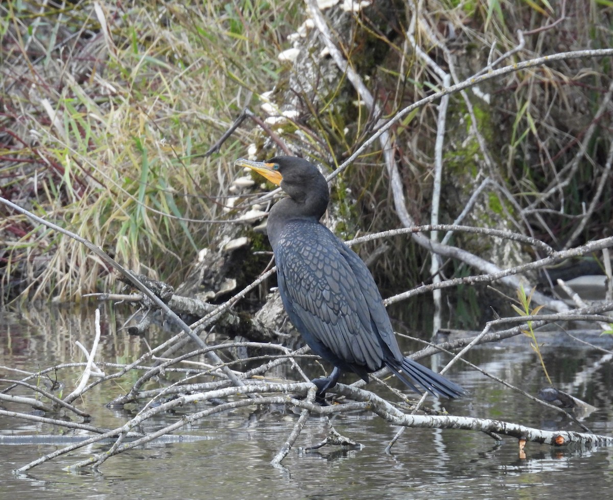 Double-crested Cormorant - ML646487029