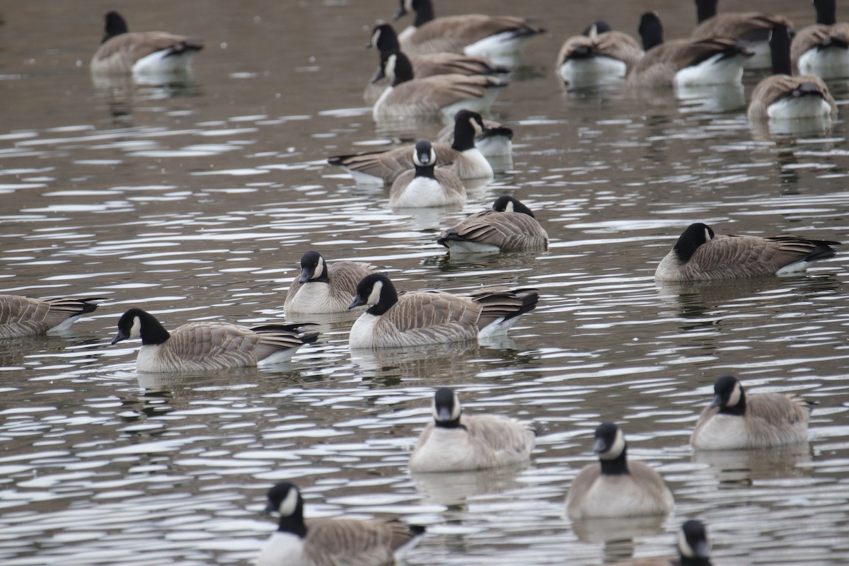 berneška malá - ML646487030