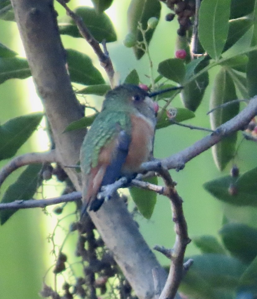 Allen Kolibrisi - ML646487031