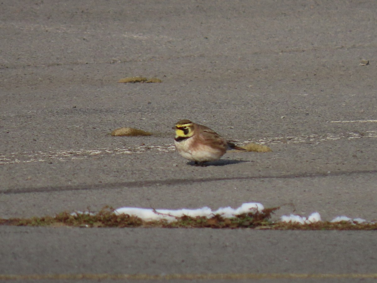 skřivan ouškatý - ML646487033