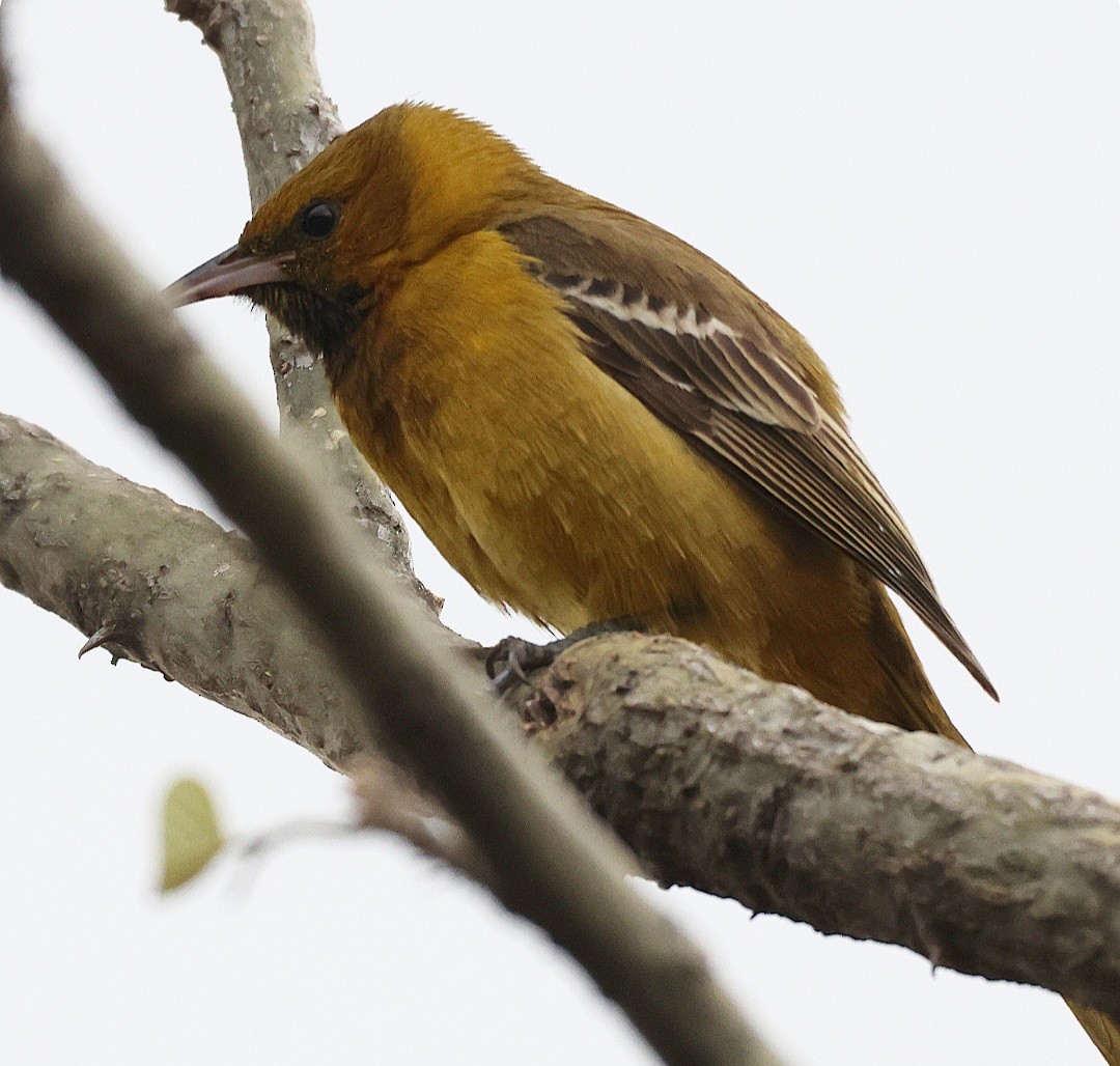 ムナグロムクドリモドキ - ML646487034