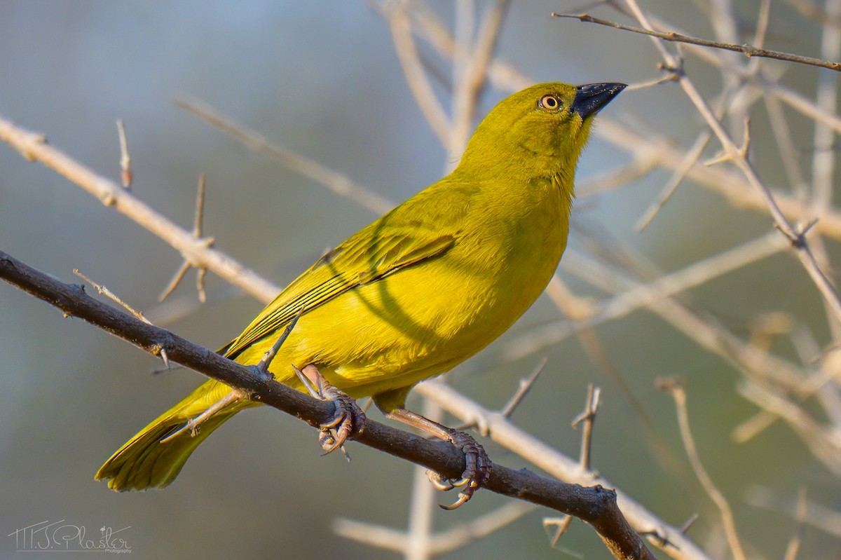 Holub's Golden-Weaver - ML646487038