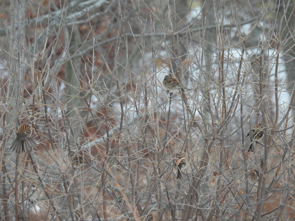 American Tree Sparrow - ML646487040