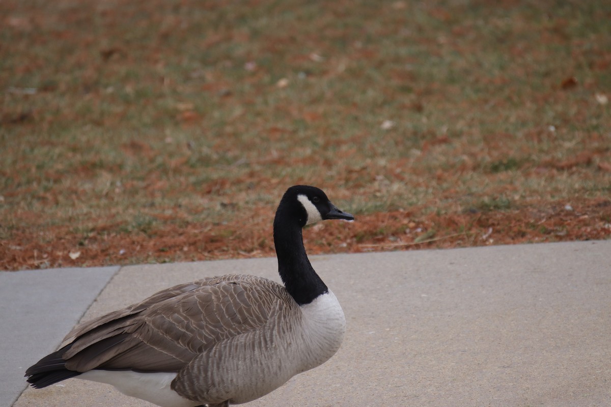 berneška velká - ML646487047