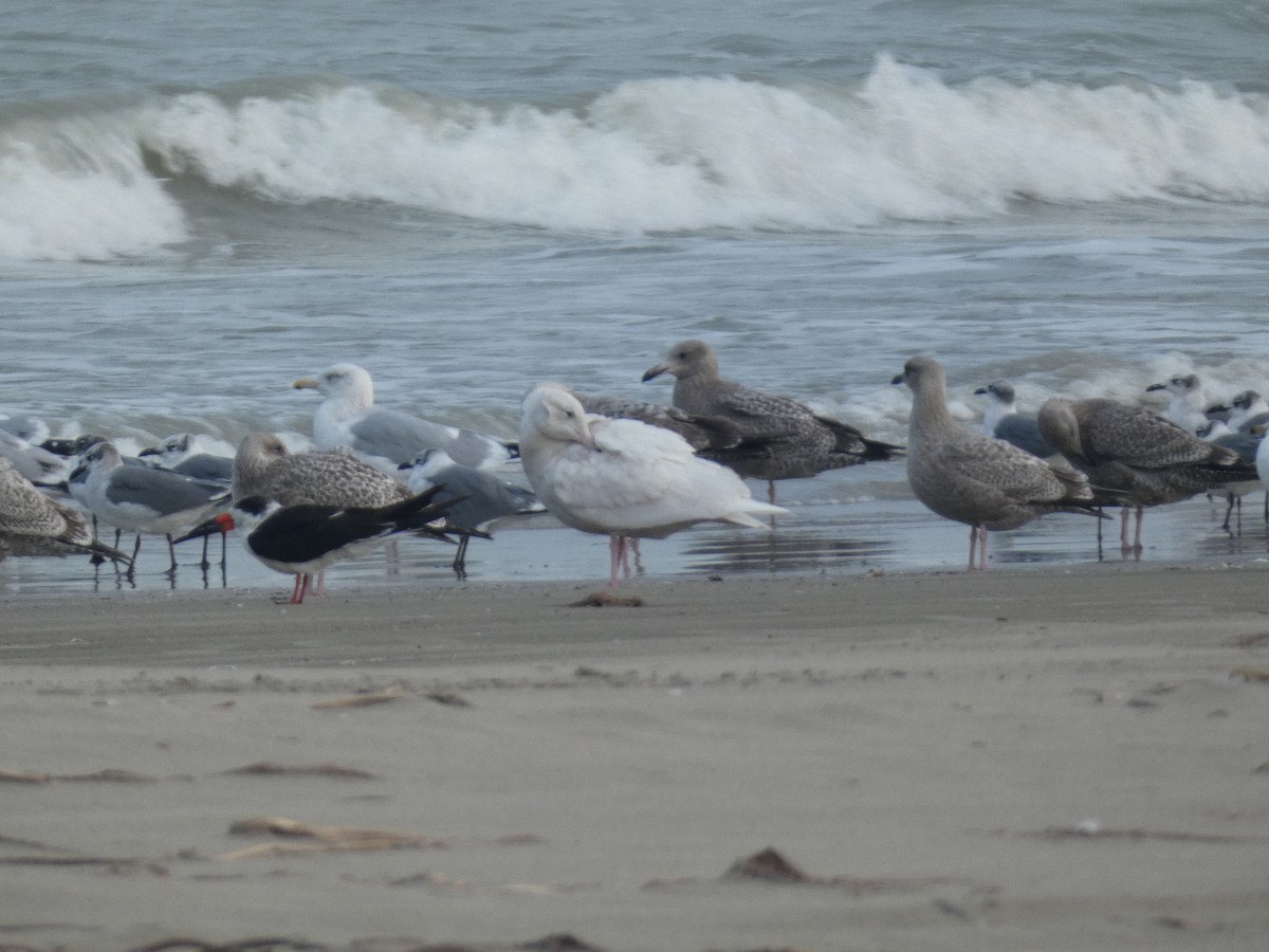 Goéland bourgmestre - ML646487048