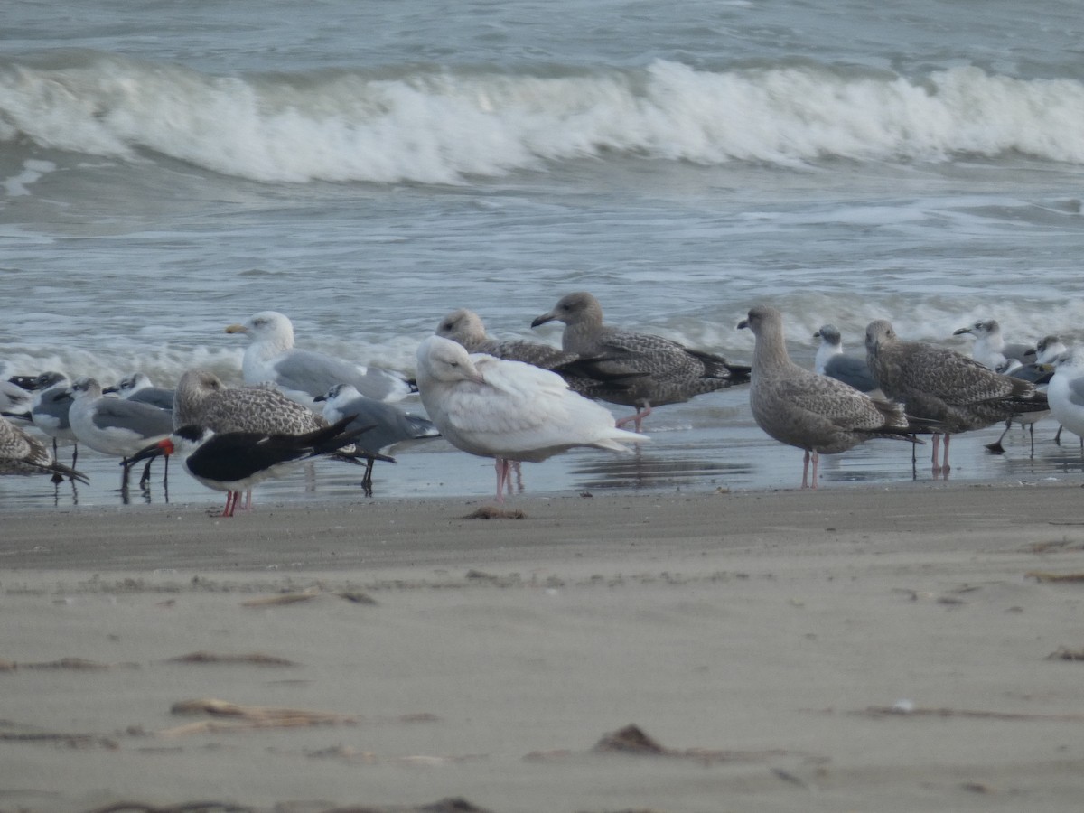 Goéland bourgmestre - ML646487049