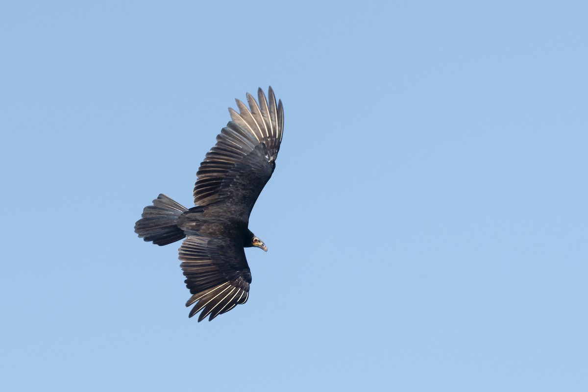 キガシラコンドル - ML646487054