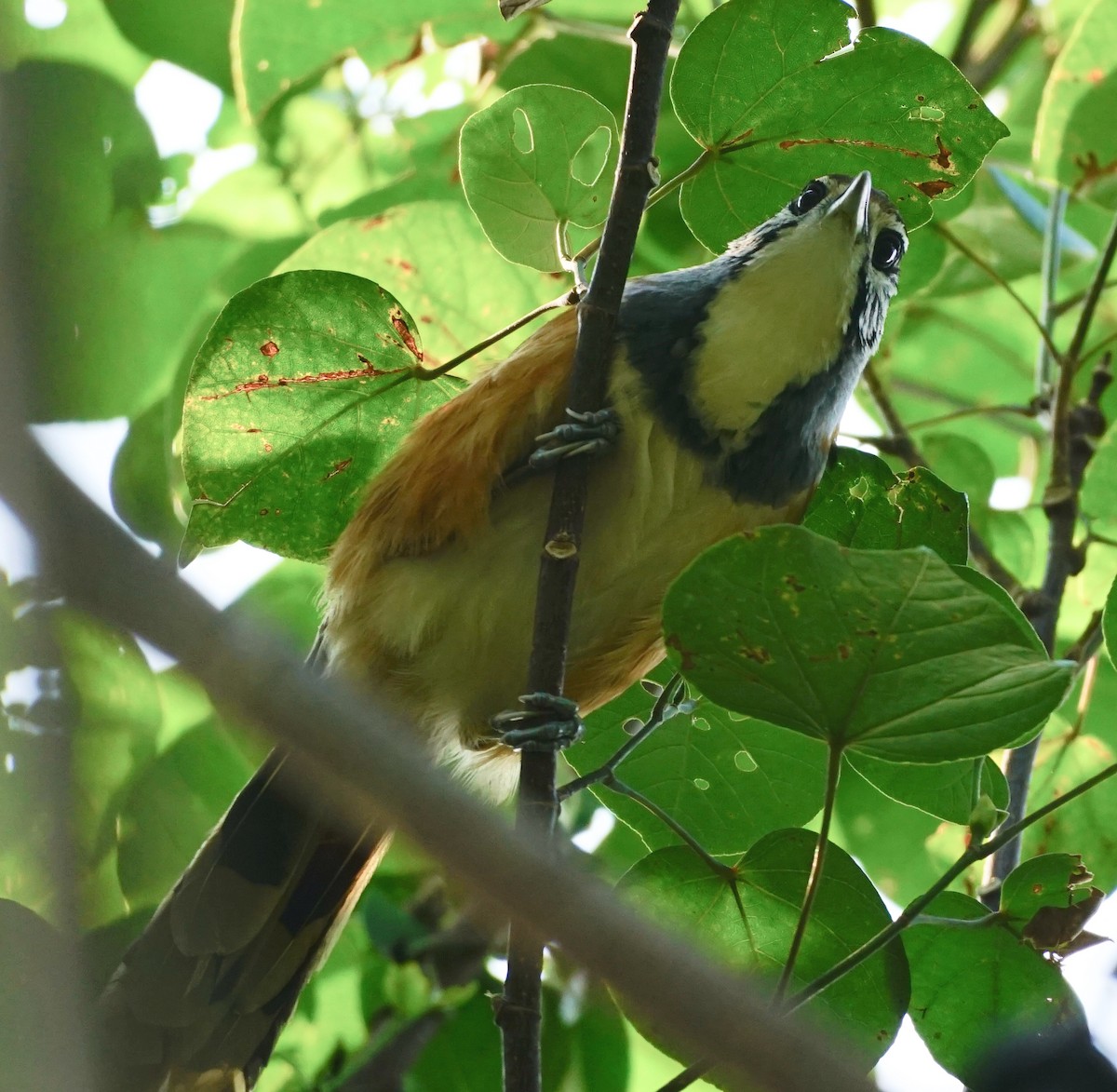 Garrulaxe à plastron - ML646487055