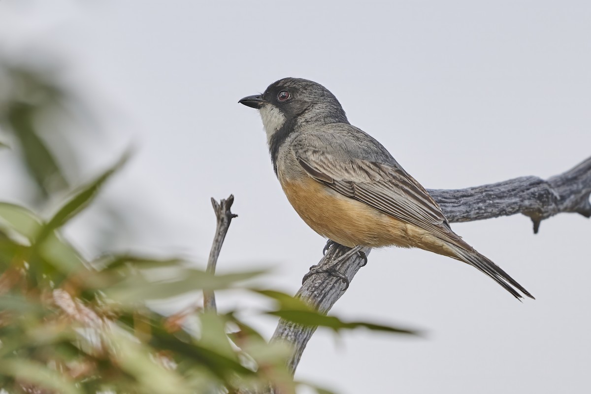 Rufous Whistler - ML646487056