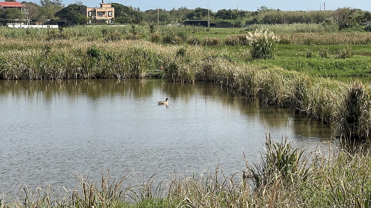 灰雁 - ML646487057