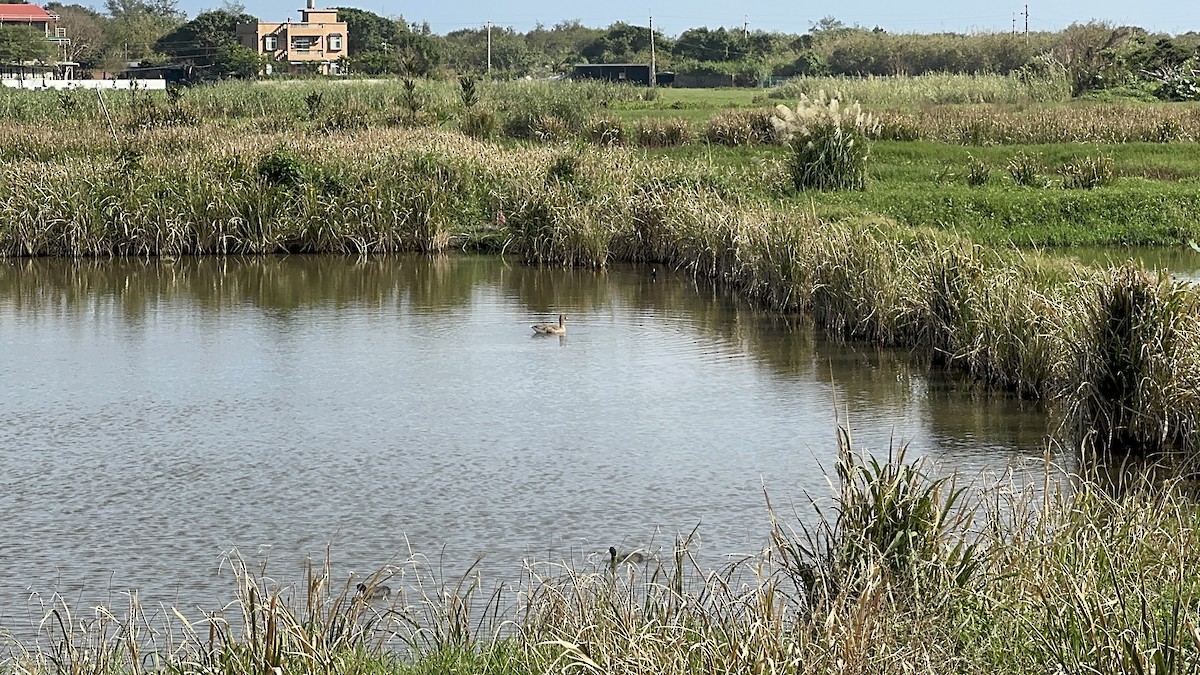 灰雁 - ML646487058