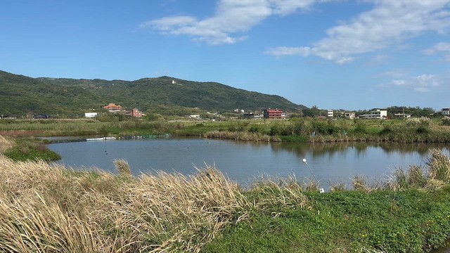 灰雁 - ML646487060