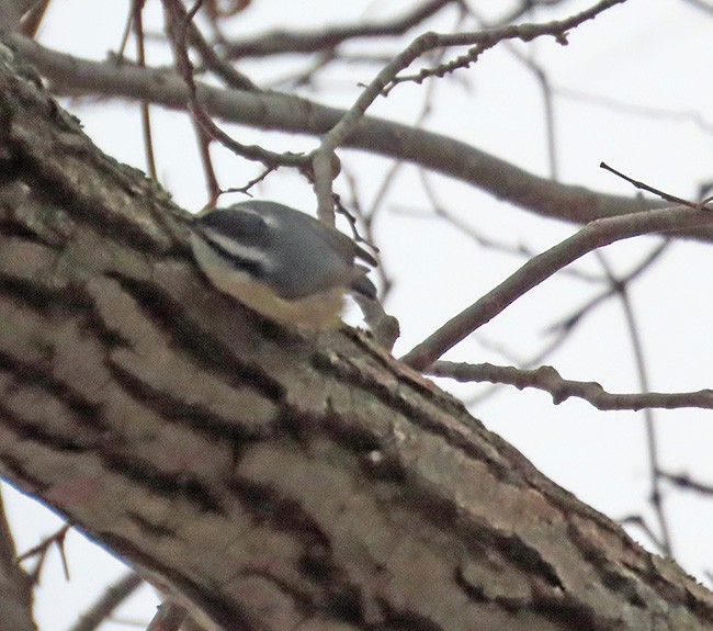 Red-breasted Nuthatch - ML646487062