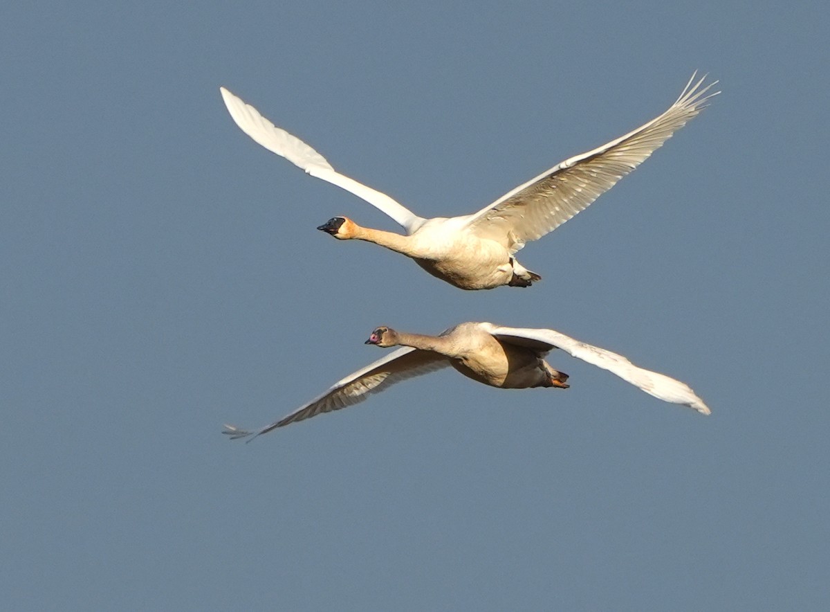 Trumpeter Swan - ML646487070