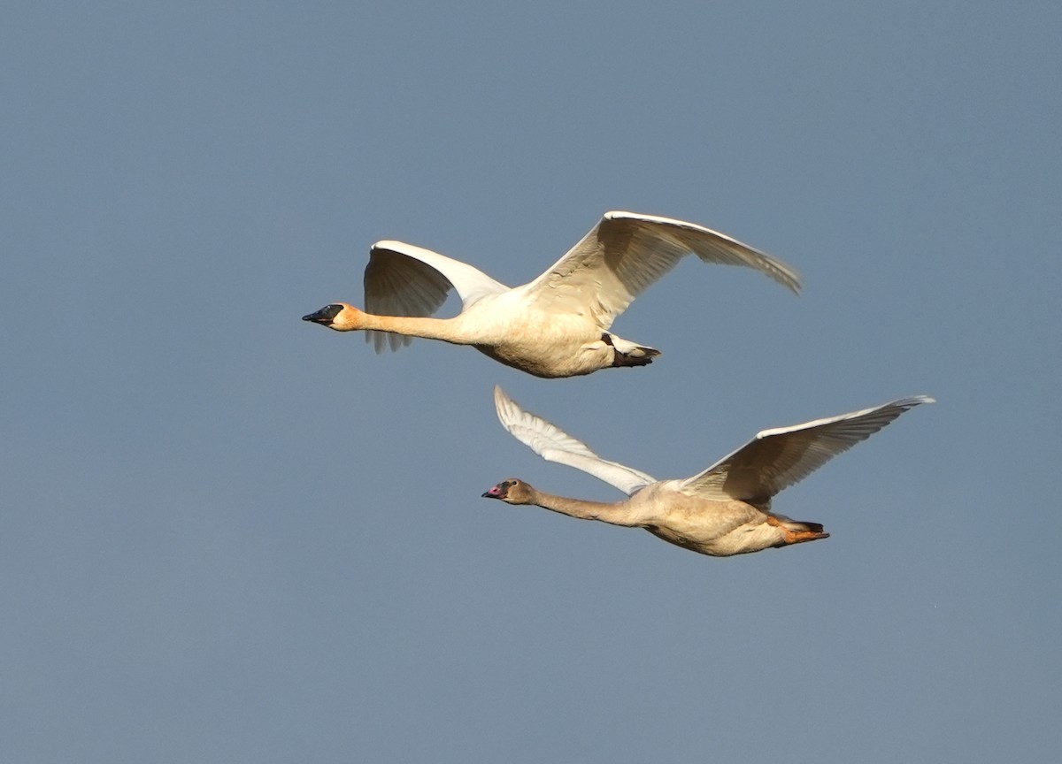 Trumpeter Swan - ML646487071