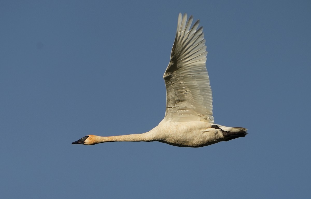 Trumpeter Swan - ML646487072