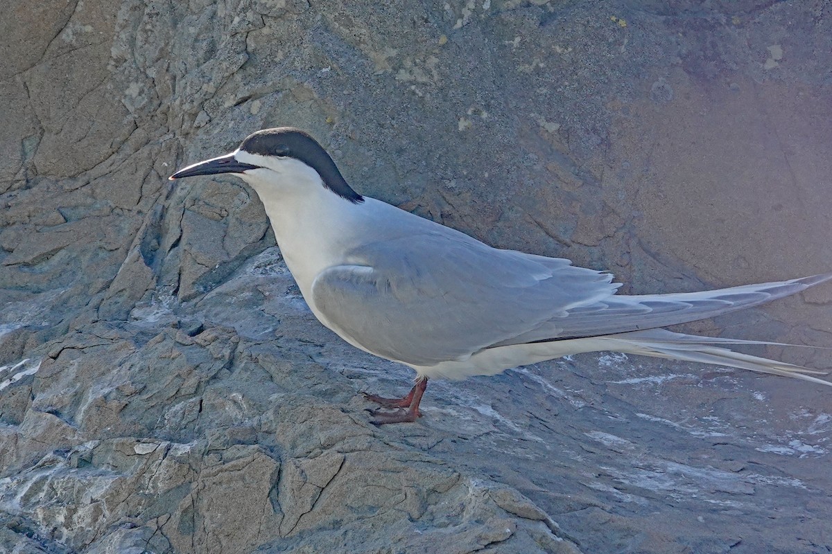 シロビタイアジサシ - ML646487073