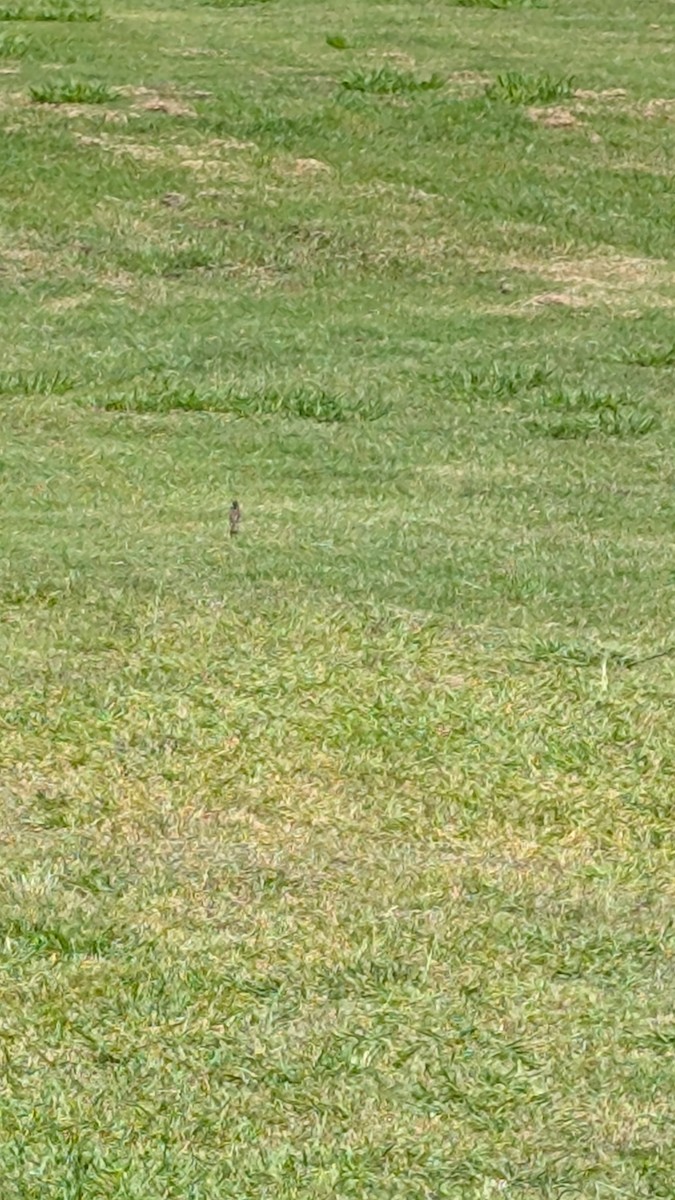 Australian Pipit - ML646487075