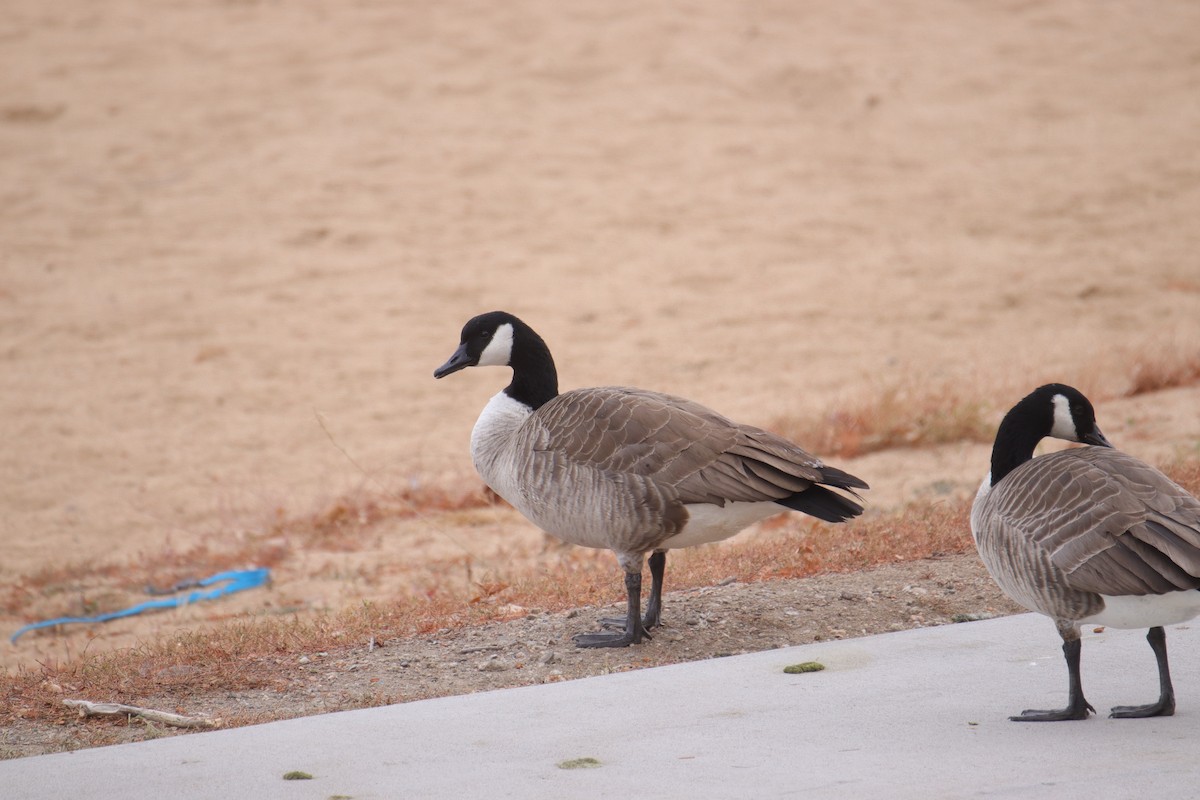 berneška velká - ML646487076