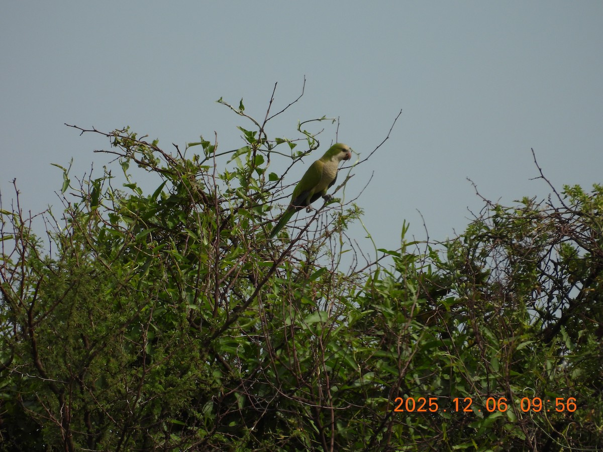 Калита сіроволий - ML646487077