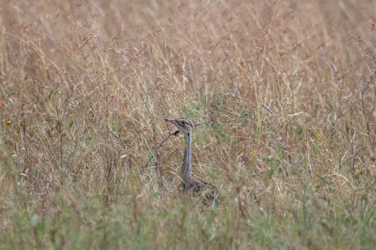 White-bellied Bustard - ML646487079