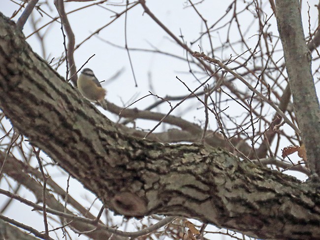 Red-breasted Nuthatch - ML646487080