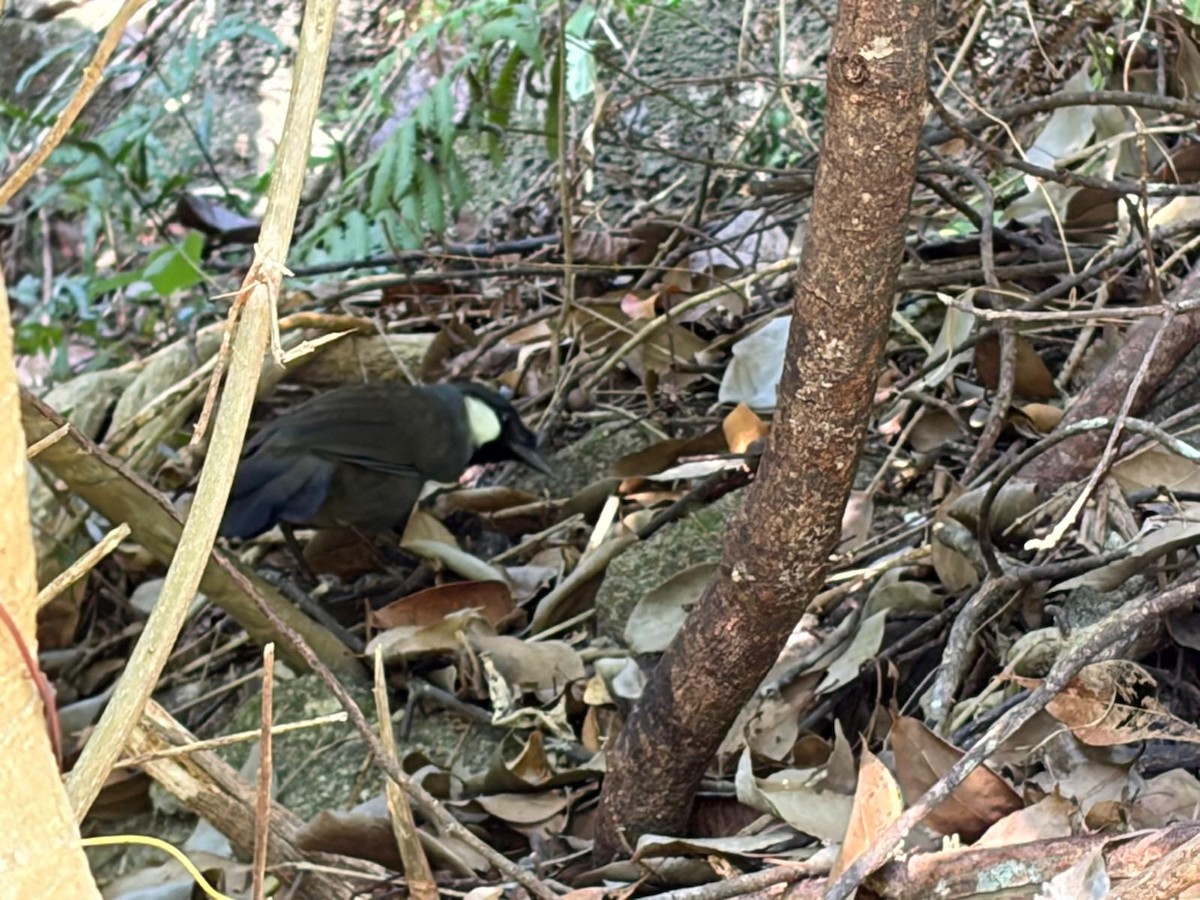 Garrulaxe à joues blanches - ML646487084