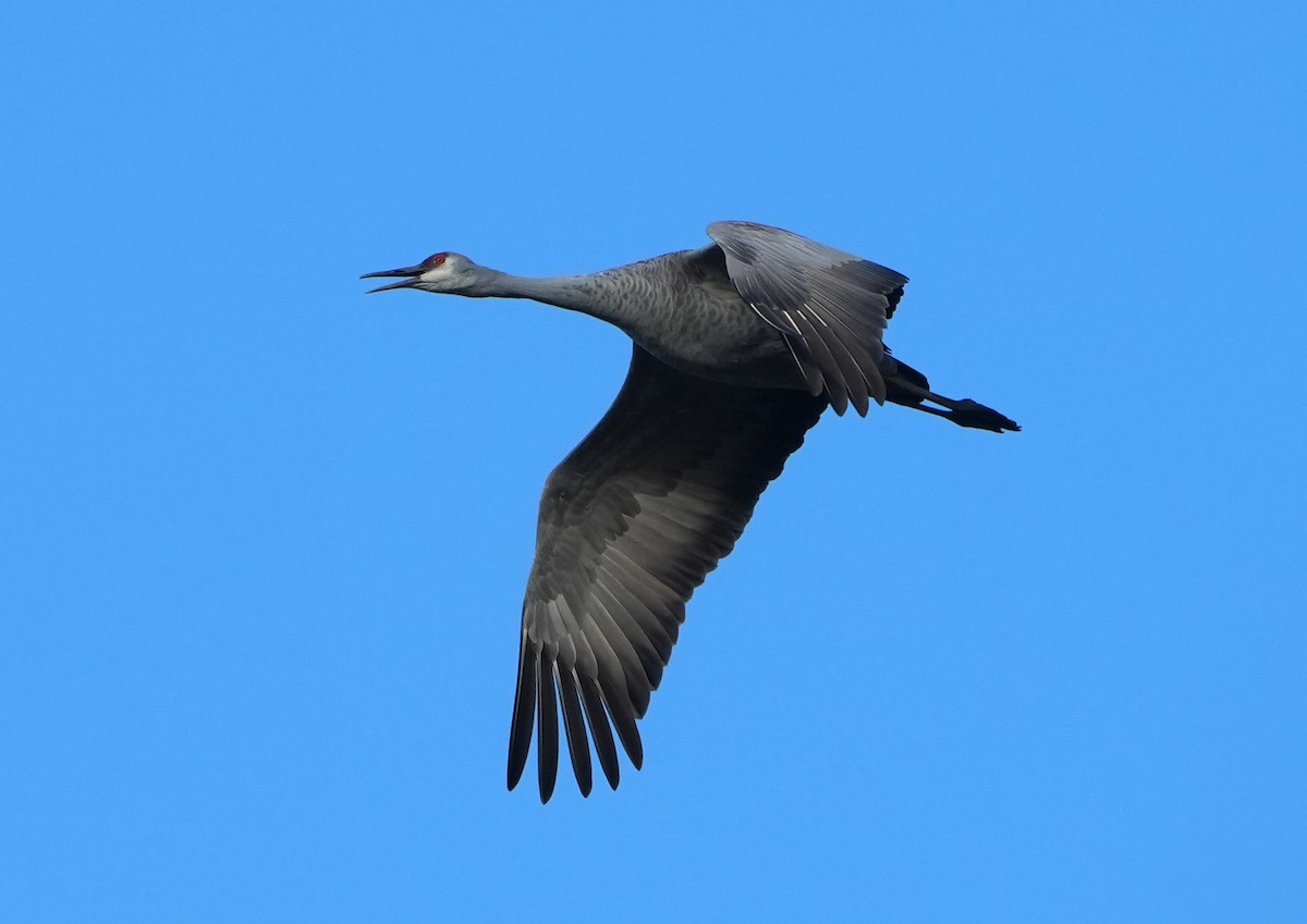 Sandhill Crane - ML646487086