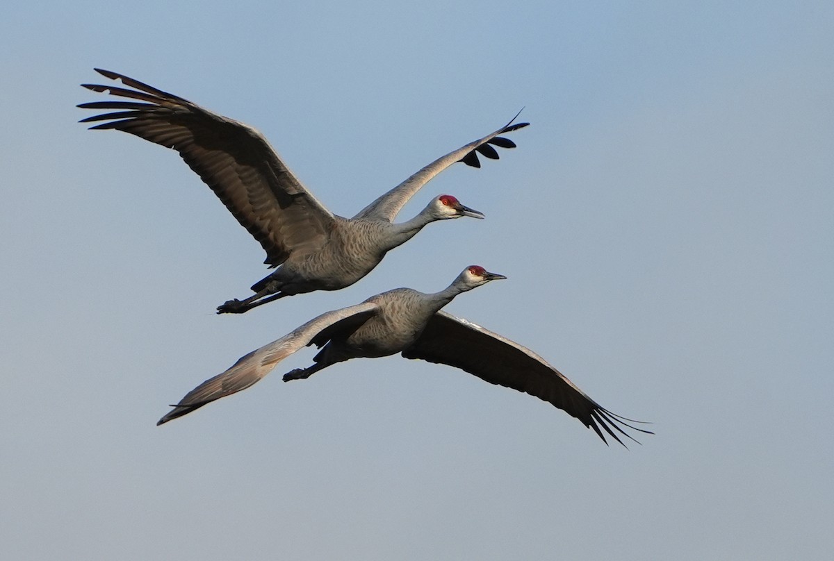 Sandhill Crane - ML646487087