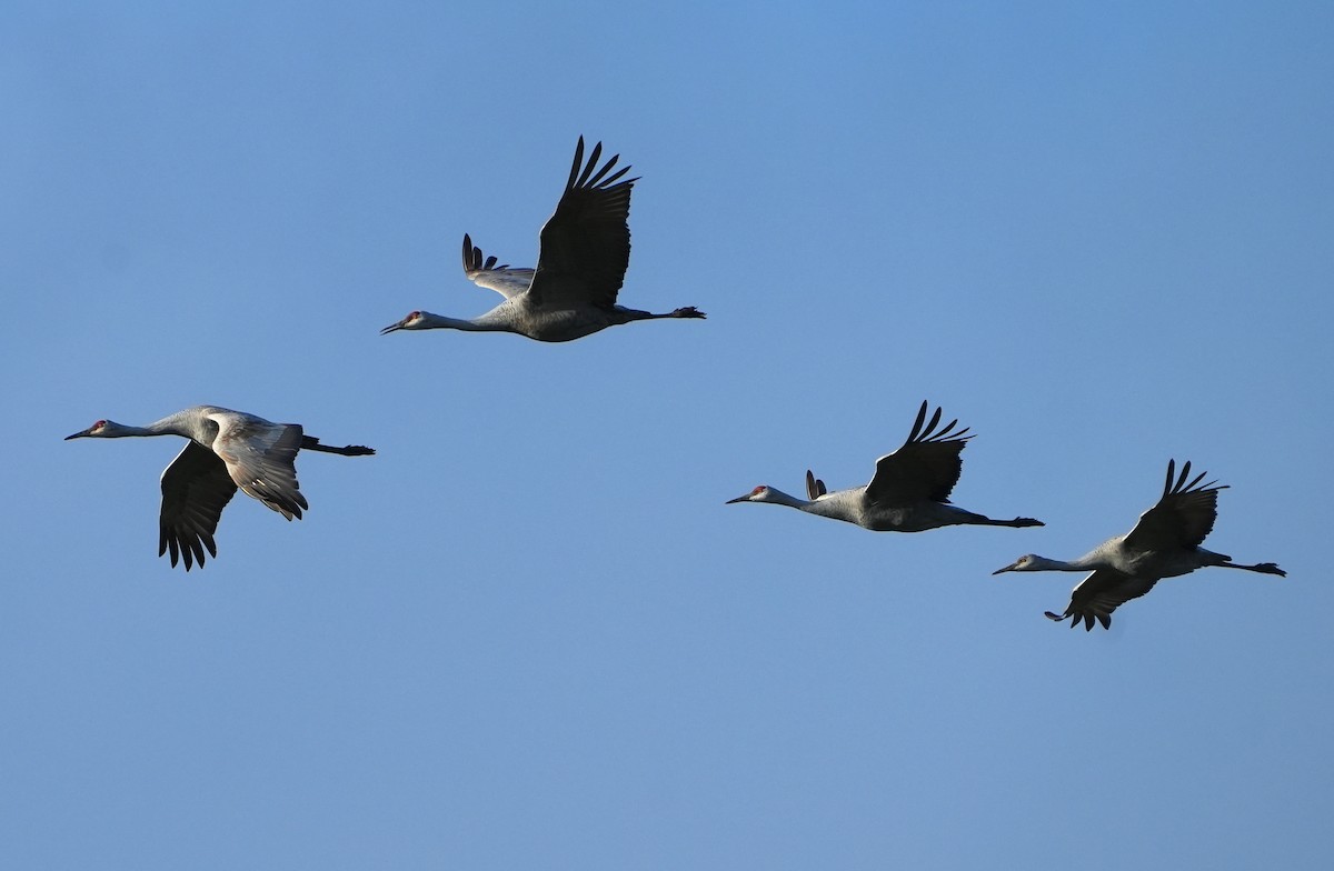 Sandhill Crane - ML646487088