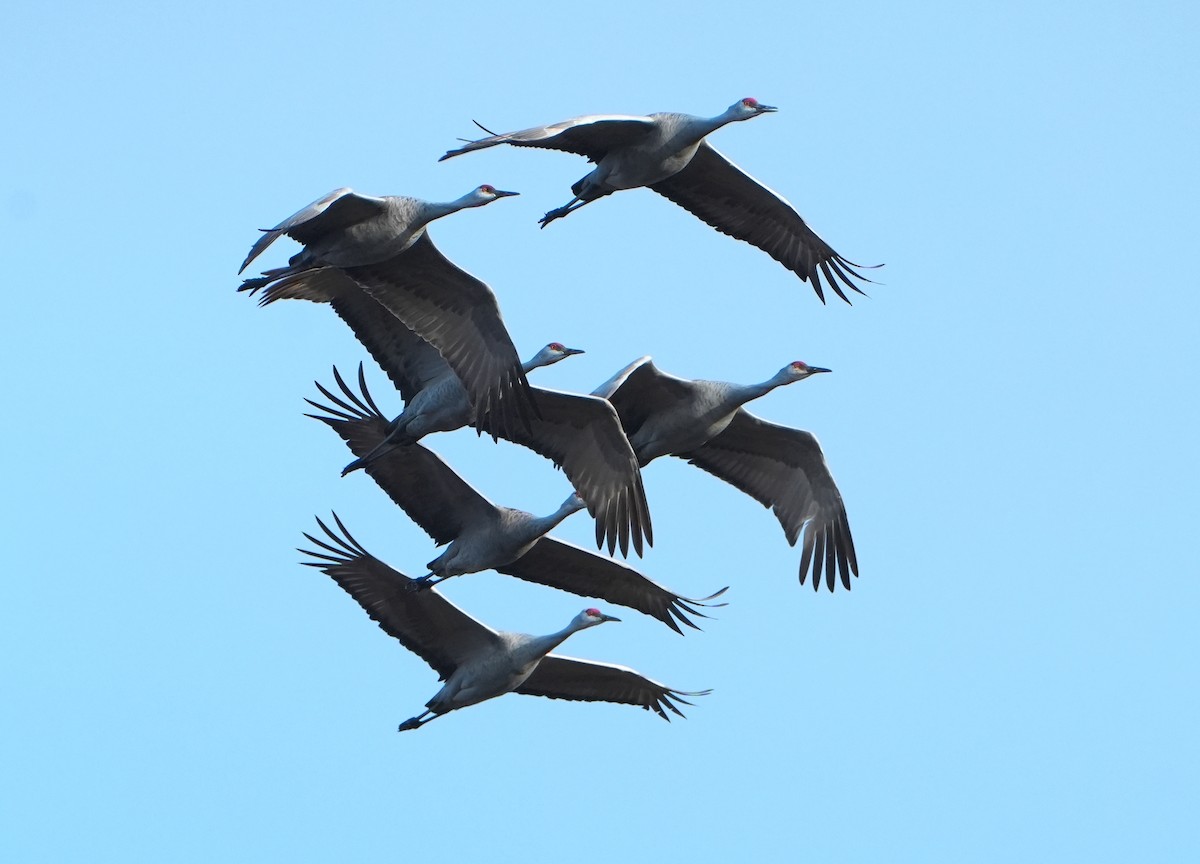Sandhill Crane - ML646487089