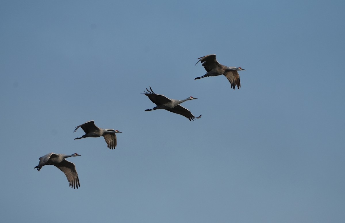 Sandhill Crane - ML646487090