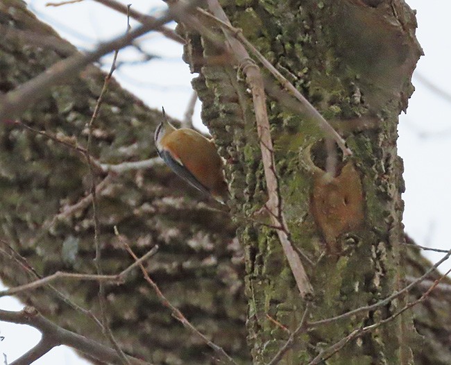 Red-breasted Nuthatch - ML646487093