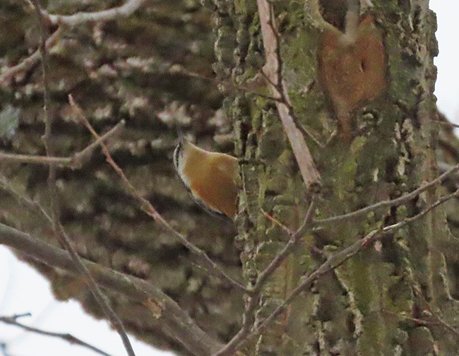 Red-breasted Nuthatch - ML646487102