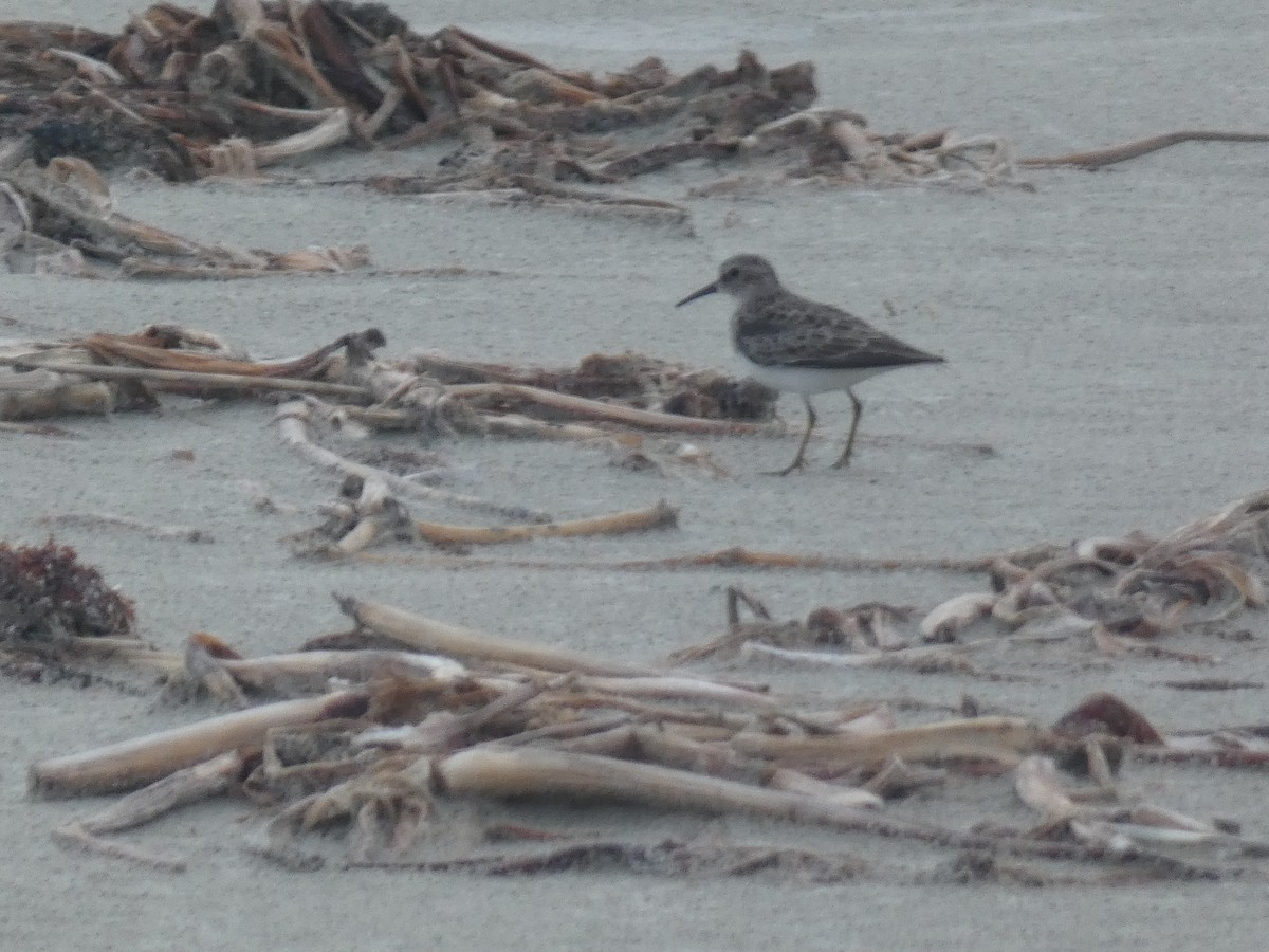 Dunlin - ML646487108