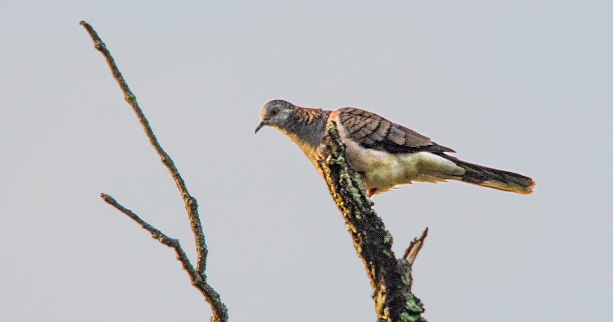 ベニカノコバト - ML646487112