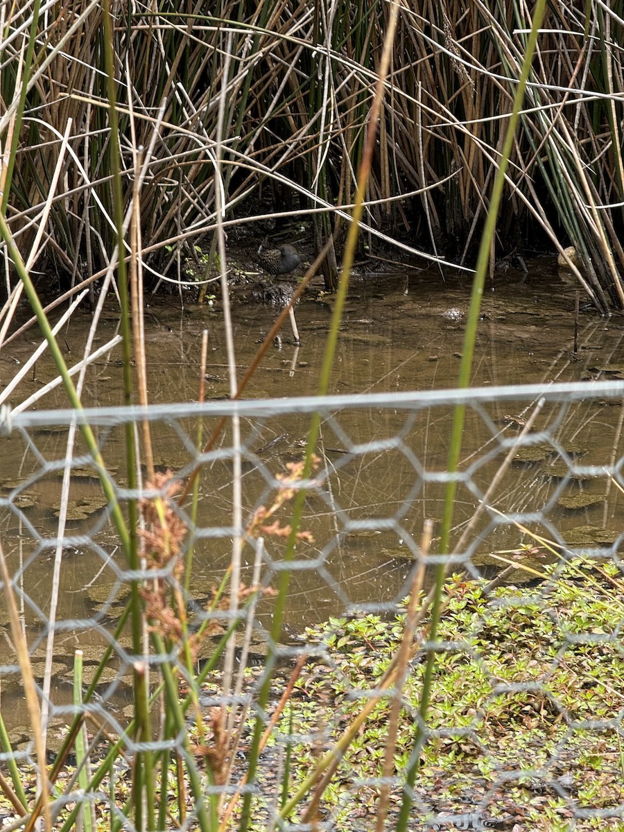 Australian Crake - ML646487113