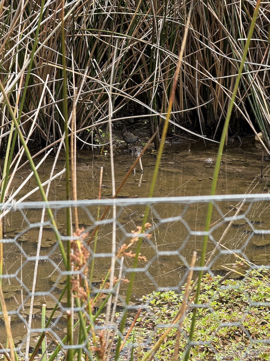 Australian Crake - ML646487114