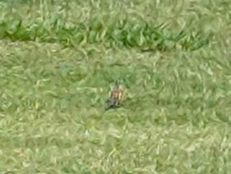 Australian Pipit - ML646487120