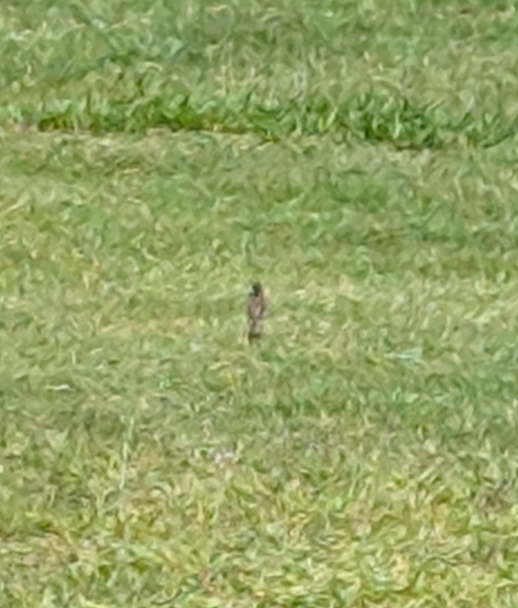 Australian Pipit - ML646487122